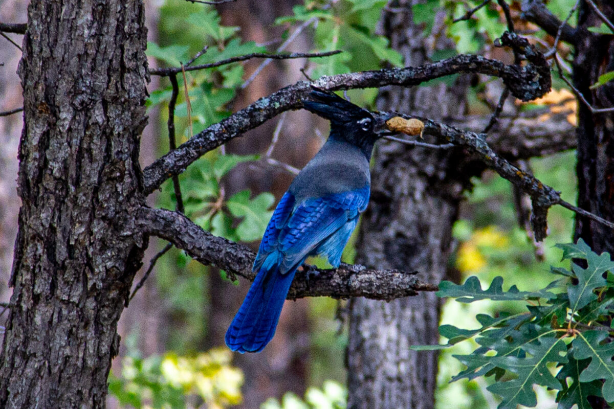 A blue jay with a peanut snack in its beak, sitting on a tree branch.